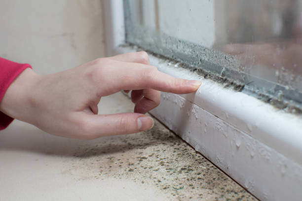 Mold Remediation for Vacation Homes in Gumlog, GA